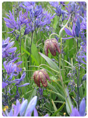 Fritillaria affinis with Camassia leichtlinii